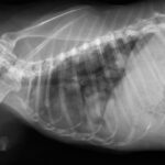 肺転移して予後が悪い