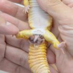 ヘミペニス膿瘍の外貌