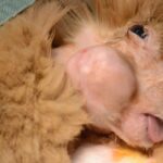 鎮静化での切開処置の様子