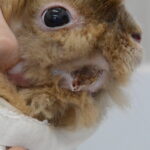 術後1カ月の様子