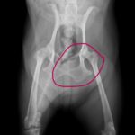 しこりが大きく、しっぽを右側に押しています