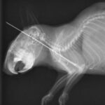 手術中のレントゲンの様子
