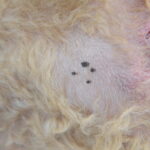 黒い点の部分より針生検を実施