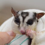 こちらから見て左頬が腫れている