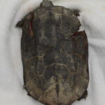 来院直後の甲羅の様子