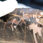 ワイヤーやピンにて割れた甲羅を固定