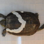 固定した部分をパテで保護している