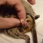 陰頸部からの排膿