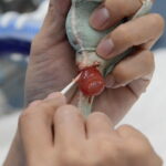 突出した臓器を整復している様子