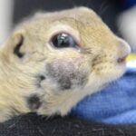 処置前の頬の様子