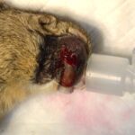 鎮静化にて排膿している様子