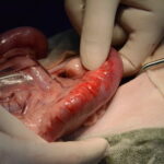 異物の影響で内出血がみられる