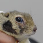 術後3週間経過時の頬の様子