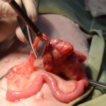 小腸に腫瘤がみられる