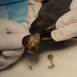 陰茎が腫脹している様子