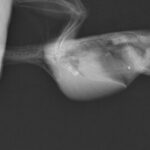 レントゲン（側方像）大きな異常は見られない