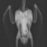 レントゲン（腹背像）大きな異常は見られない