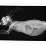 レントゲン（側方像）肺が真っ白で心臓の印影が見えない