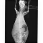 レントゲン（背腹像）肺が真っ白で心臓の印影が見えない