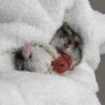 来院時の状態