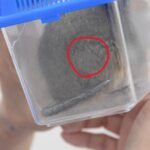 腰の脱毛を主訴に来院