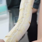 ほぼ完治の状態(初診時から約1年)