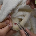 無麻酔での整復処置の様子