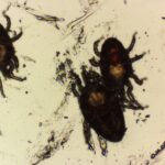 顕微鏡でダニがいることが確認できる
